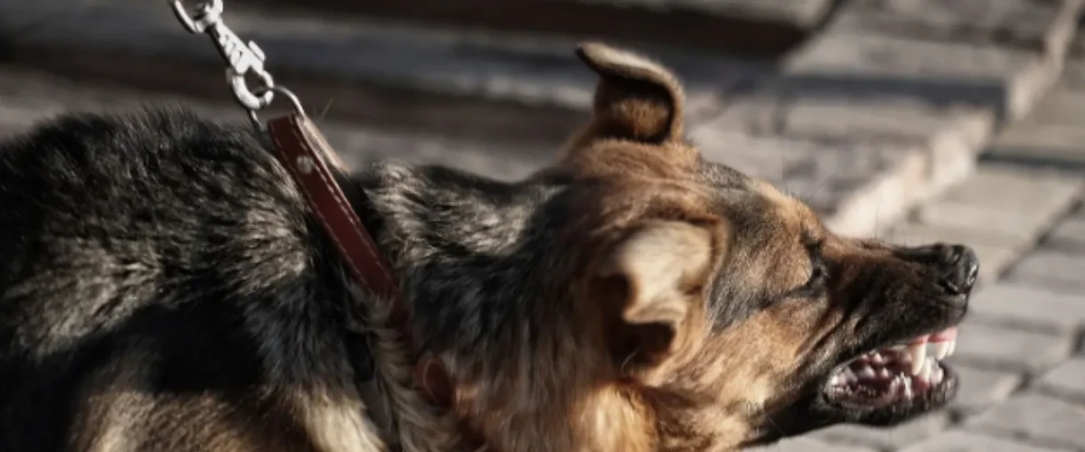 Mistakes to Avoid After a Dog Bite Issue in Sioux Falls