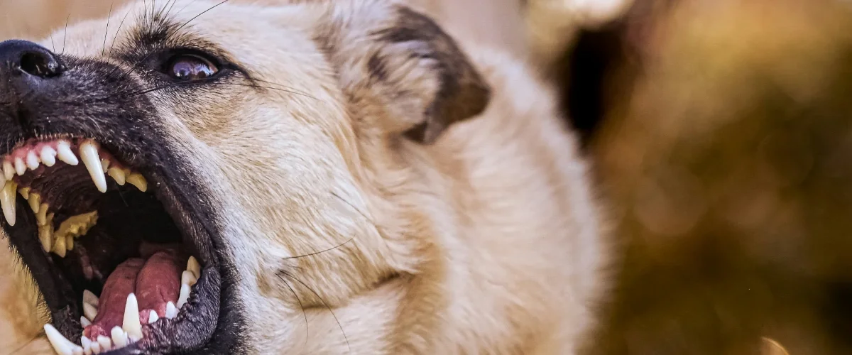 When Should You Hire a Dog Bite Lawyer in Sioux Falls?
