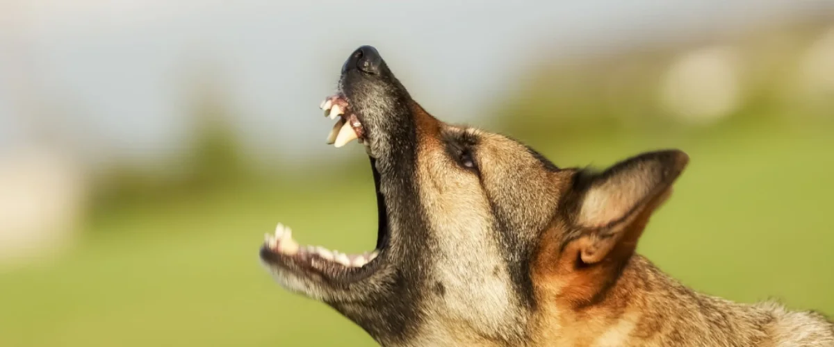 What Evidence Helps Dog Bite Claims?
